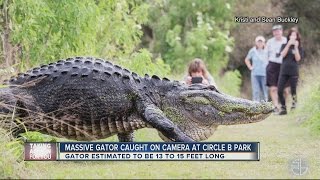 Only in Florida: Video of HUGE gator in Lakeland goes viral