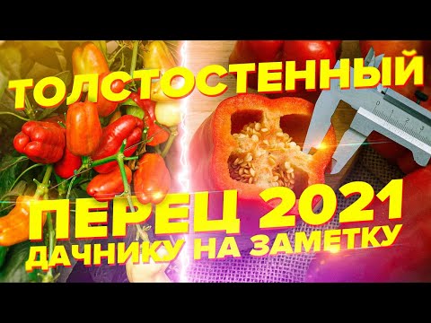 Какой перец посеять в 2021 году? Сорт Бумбараш!