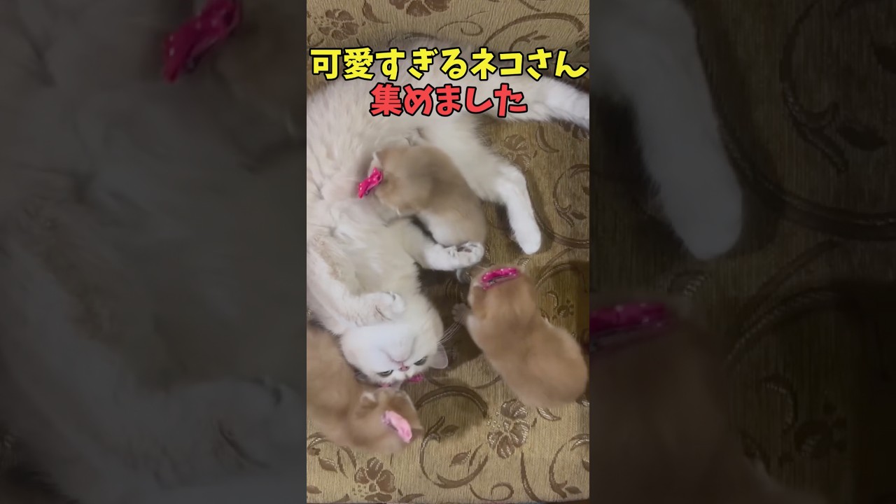 絶対お茶のお供にしたい猫映像#猫　#猫のいる暮らし　#猫動画　#ねこ　#可愛い　#かわいい　#可愛すぎる　#2ch　#癒し　#ペット　#動物　#2ch 　#shorts