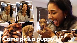 Come pick a puppy with me 🥹 | 6 tiny puppies