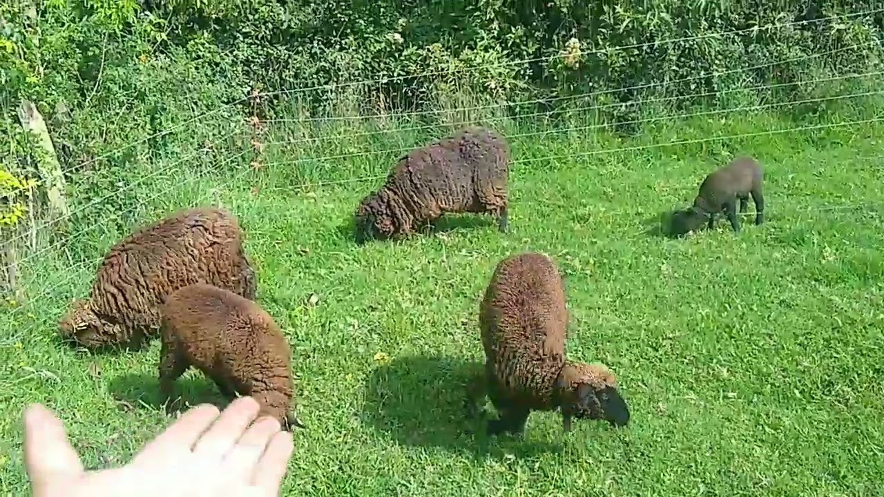 CERCA ELÉCTRICA🐑🐐manejo de ovinos y caprinos.