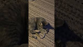 bopa having fun after dinner #cutecat