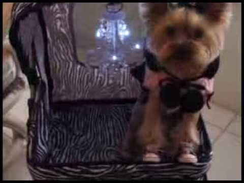 Prittelekker - Hiete Gerrekes