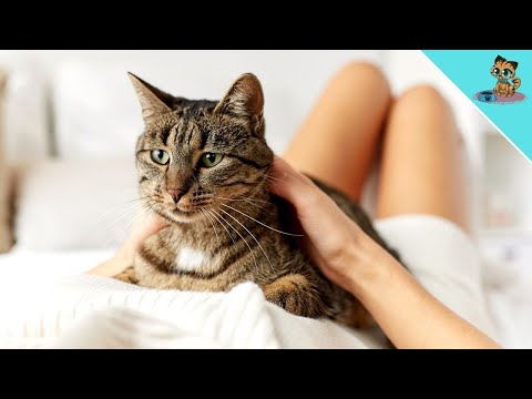 THIS Is Why Your Cat REALLY Likes To Lie On You!