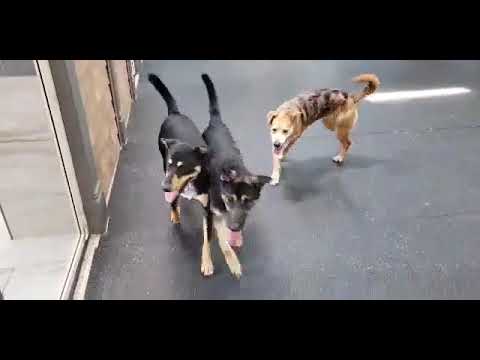 Santiago, an adopted German Shepherd Dog & Shepherd Mix in Dyer, IN_image-1