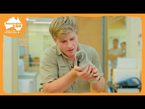 Robert Irwin's Wildlife Hospital Tour | Irwin Family Adventures