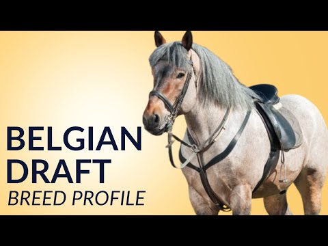 Belgian Draft Horse Breed Profile History - Price - Characteristics - Training - Grooming