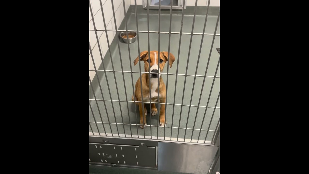 Enlarge Sugarplum, a Adoptable mixed breed in Louisville, KY video 6/6