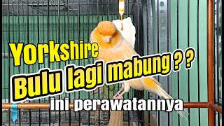 Download lagu Cara MERAWAT Kenari YORKSHIRE yang lagi MABUNG mp3