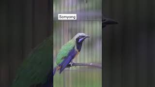 Download lagu samyong gacor #samyong #burungmerdu #burung #burungkicaudialamliar #birds #masteranjernih mp3