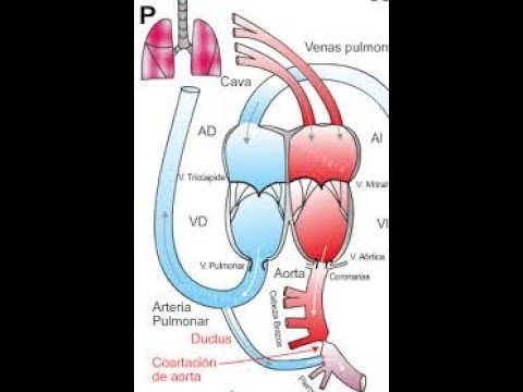 Clase patologia  2020 06 03 at 16 02 GMT 7