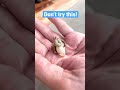 Cute Hermit Crab without shell!
