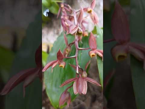Orquídea: Catasetum Saccatum - #pium #tocantins