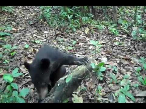Support rescue and rehabilitate Bear cubs