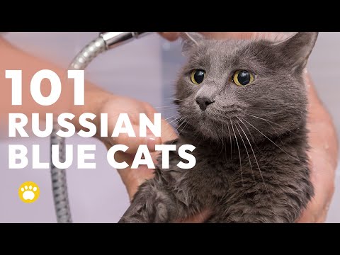 The Russian Blue Cat 101