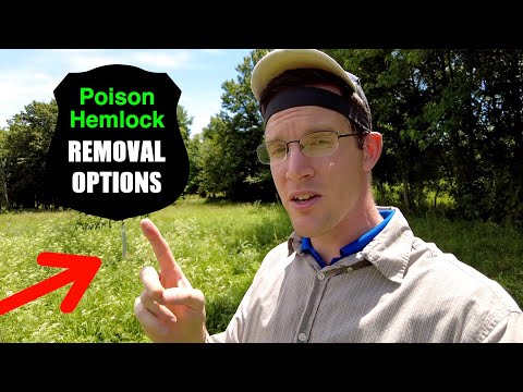 How to Get Rid of Poison Hemlock? 4 Options for Removal