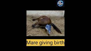 How does a horse give birth? | Foal | Baby  Horse #shorts #youtubeshorts  #baby #birth