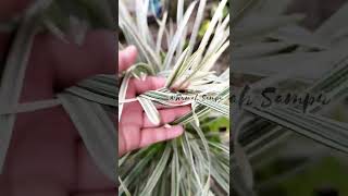 Download lagu Alang-alang putih #alang_alangputih #shorts #shortsbunga mp3 Download lagu Alang-alang putih #alang_alangputih #shorts #shortsbunga mp3