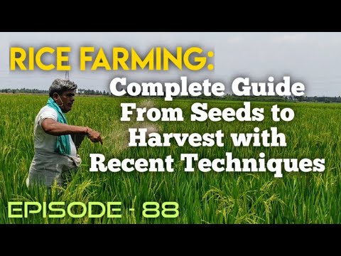 , title : 'Rice Farming: Complete Guide from Seeds to Harvest with Recent Techniques #essenceworld'