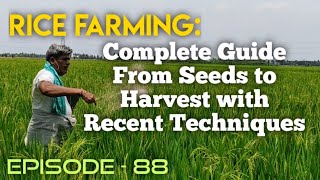 Rice Farming: Complete Guide from Seeds to Harvest with Recent Techniques #essenceworld