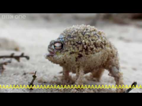 Angry Squeaking Sly Marbo