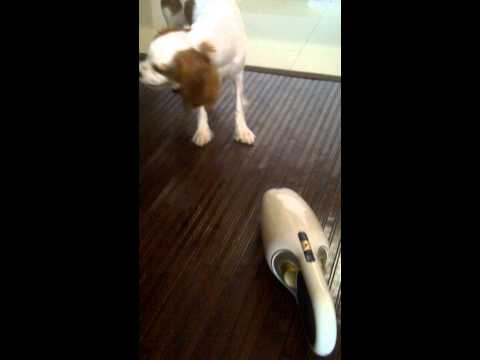 Candy_Cavalier King charles...Fighting with vacume cleaner.