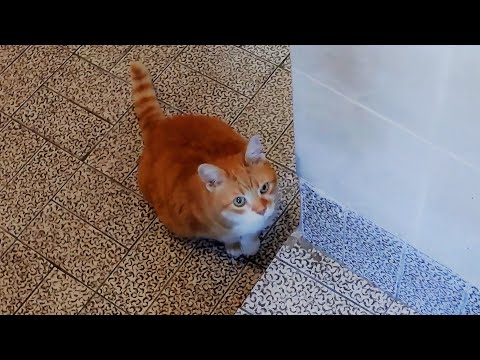 The Fastest Way To Call A Cat - YouTube
