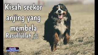 Download lagu Kisah Seekor Anjing Yang Membela Rasulullah mp3 Download lagu Kisah Seekor Anjing Yang Membela Rasulullah mp3