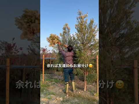 冬の香りのよい低木: 庭に色と香りを与える、長い冬に開花するトップ 7 種  庭園