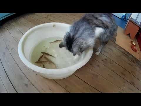 Кіт на рибалці/cat on fishing
