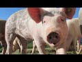 Oink Pig Sound Effect