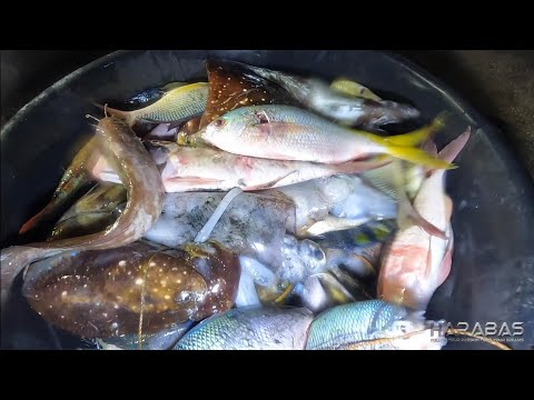 EP773-P2 - Palawan Experience | Day 1