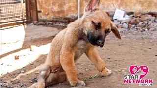 Rescued Street Puppy With Neurological disorder. | Severe Nerve Damage