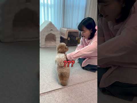 엄마라고 했더니 천재견 토리 반응ㅋㅋㅋ