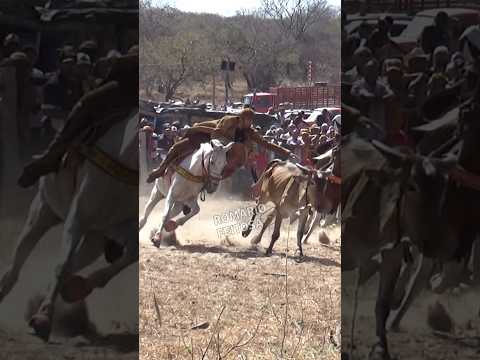 Quase deu certo #romariofeitosa #pegadeboinomato