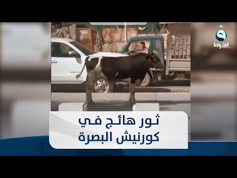 شاهد بالفيديو.. ثور هائج يهرب والقصاب يلاحقه في كورنيش البصرة