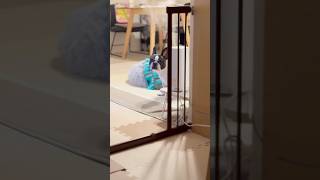 見守る愛犬