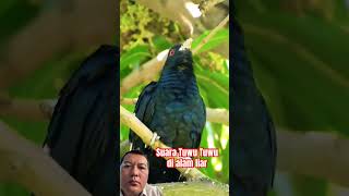 Download lagu Suara burung Tuwu-Tuwu di alam liar #birds #naturesvoice mp3 Download lagu Suara burung Tuwu-Tuwu di alam liar #birds #naturesvoice mp3