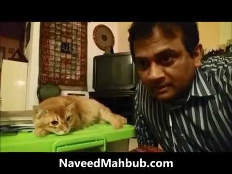 Despite being a pure Leo & an ardent cat lover, Naveed Mahbub still can't win over the felines...