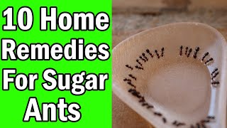 10 Home Remedies For Sugar Ants In Your House