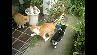 03）10 03 29夕の ’ステッペンウルフ’