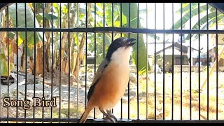 Download lagu JELAS LANGSUNG NYAUT IKUT BONGKAR ISIAN SAAT TERANGSANG OLEH KICAU PEMIKAT INI mp3