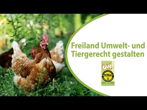 Nachhaltiger Hühnerauslauf: Freilandfläche tier- und umweltgerecht gestaltet