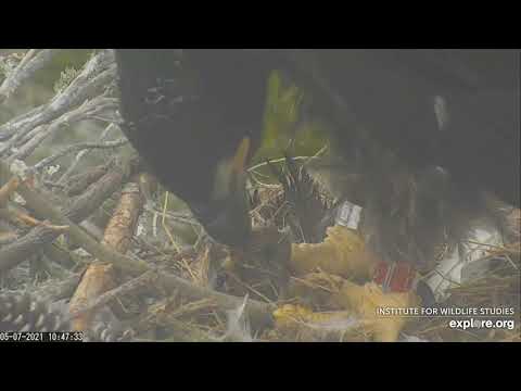 05-07-21 Sauces Canyon eagles; chick eats on her own.