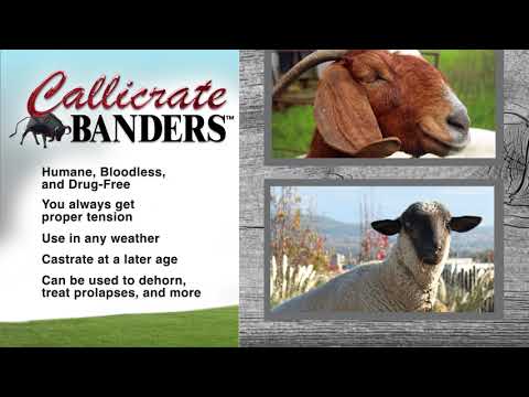 Callicrate Banders™ - a better way for humane castration