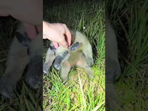 BOOP montage! #snake#wildlife#wildlife#nature#shorts#viralvideo#animals#cutedog#boop#florida#crazy ￼