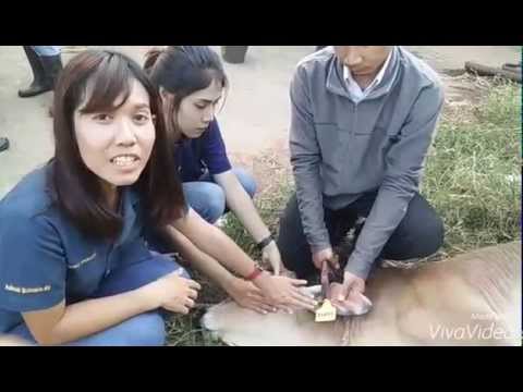 #ติดเเท็กเบอร์หูวัว 137403 Beef&Buffalo Production