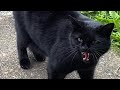 Cat Hiss And Mlep
