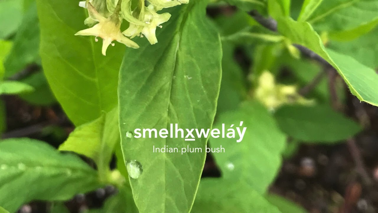 smelhx̱weláy̓ (Indian plum bush)
