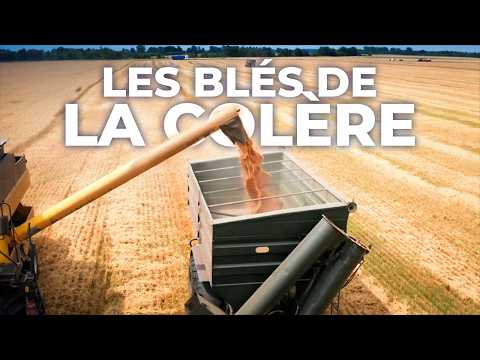 Crise du blé | Pourquoi le prix de la baguette va doubler ?
